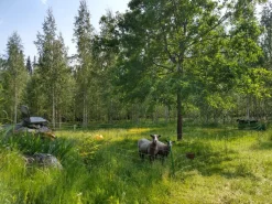 Eläinverkko Zn 1,2x50 m muuttuva silmäkoko (50 m)