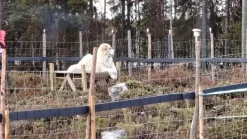 Eläinverkko Zn 1,5x50 m muuttuva silmäkoko