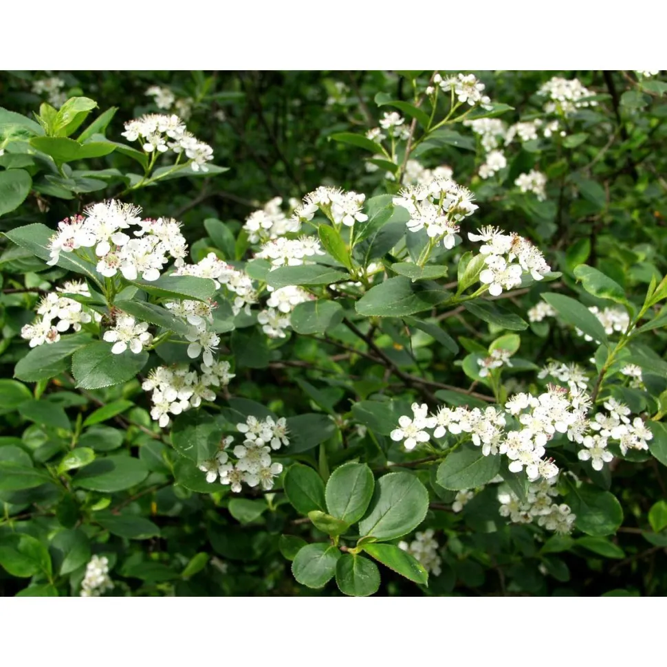 Koristearonia Aronia x prunifolia Viheraarni