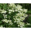 Kuutamohortensia Hudrangea paniculata Viheraarni Praecox