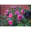 Neilikkaruusu Rosa Viheraarni Pink Grootendorst