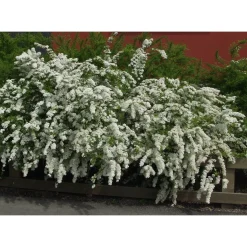 Norjanangervo Spiraea Viheraarni Grefsheim