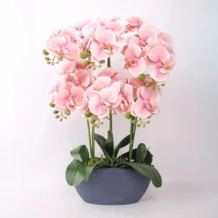 Orkidea Home4You GARDEN QUEEN K64 cm, vaaleanpunainen
