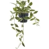 Tekokasvi House Nordic Hoya Carnosa, 33cm, vihreä