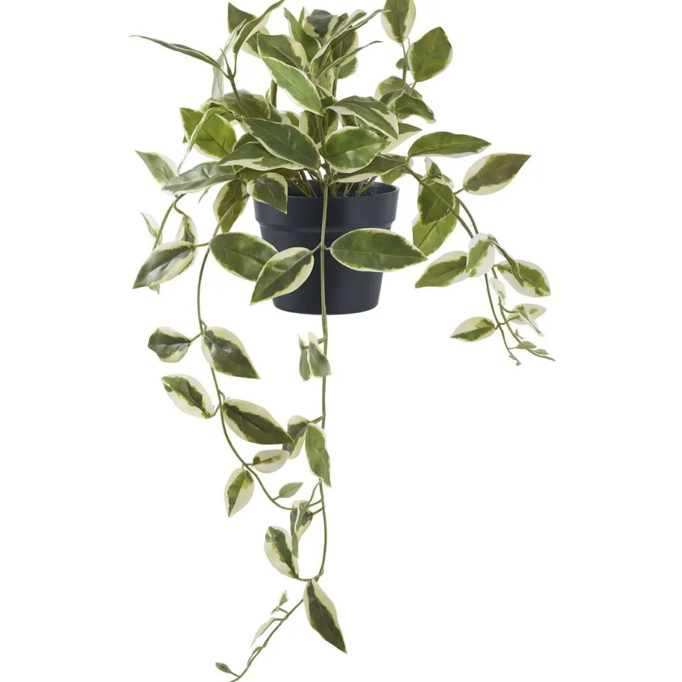 Tekokasvi House Nordic Hoya Carnosa, 33cm, vihreä