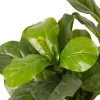 Tekokasvi Lykke Fiddle-Leaf Fig, 85cm